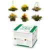 Feelino Tea Flowers 6 Different Varieties Individually Packed Very Productive -Home Appliance Store 91854030 1